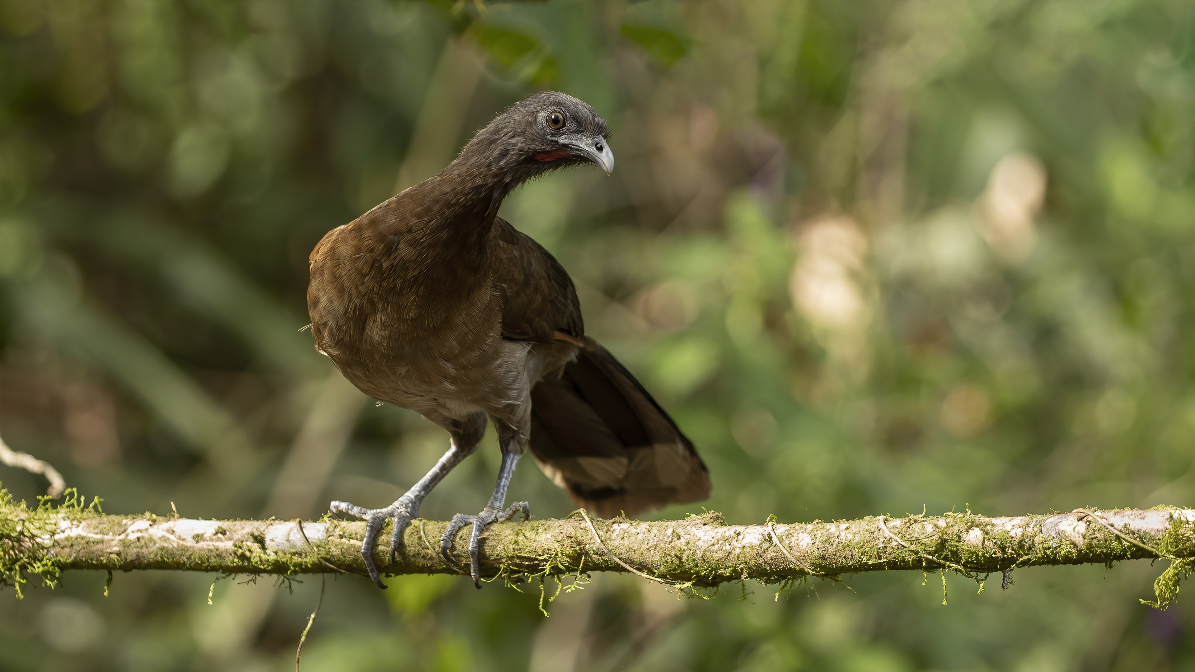Plain Chachalaca